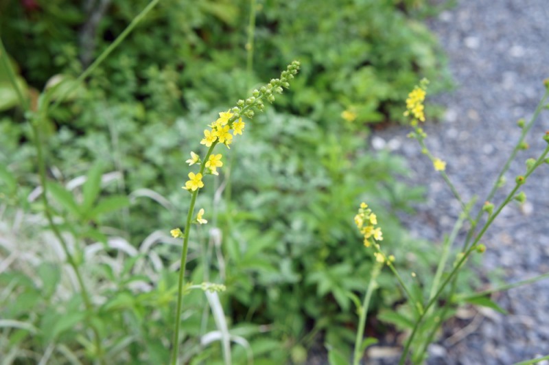 金水引き草