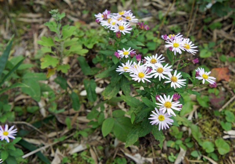 野菊